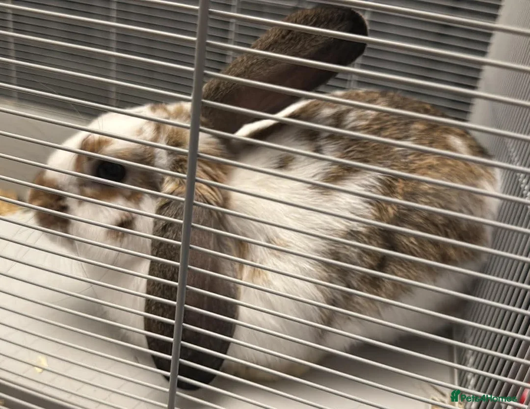 Mixed Breed rabbits for sale: Rabbit free in Sheffield - Advert 1