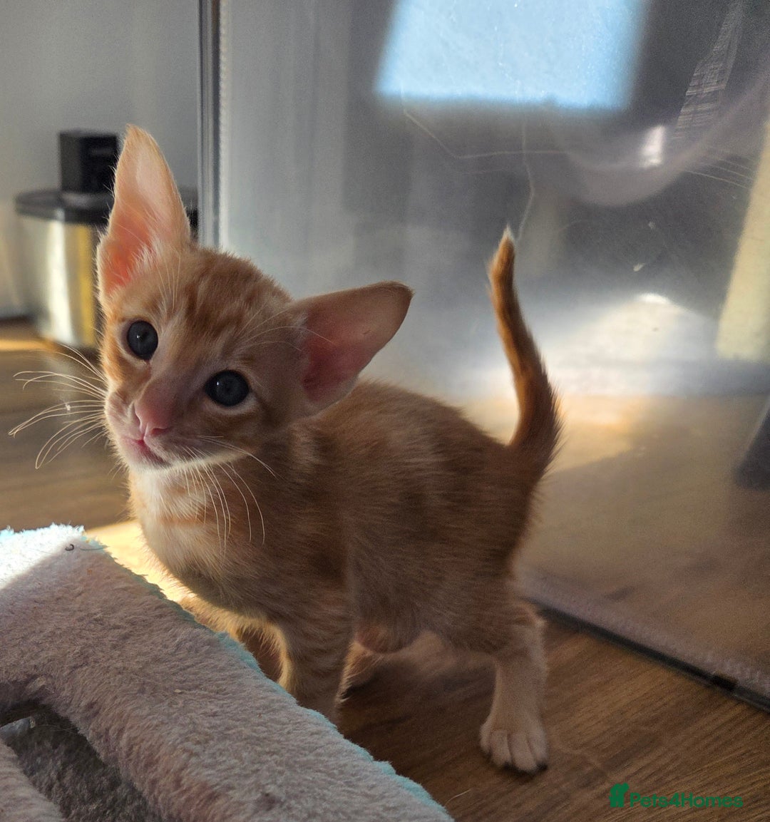 Siamese cats for sale: Beautiful GCCF registered Siamese kittens  - Image 13