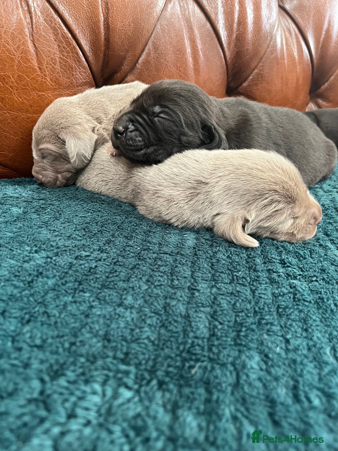 Mixed Breed dogs for sale: 6/9 F2 Weimador / Labmaraner  - Advert 16