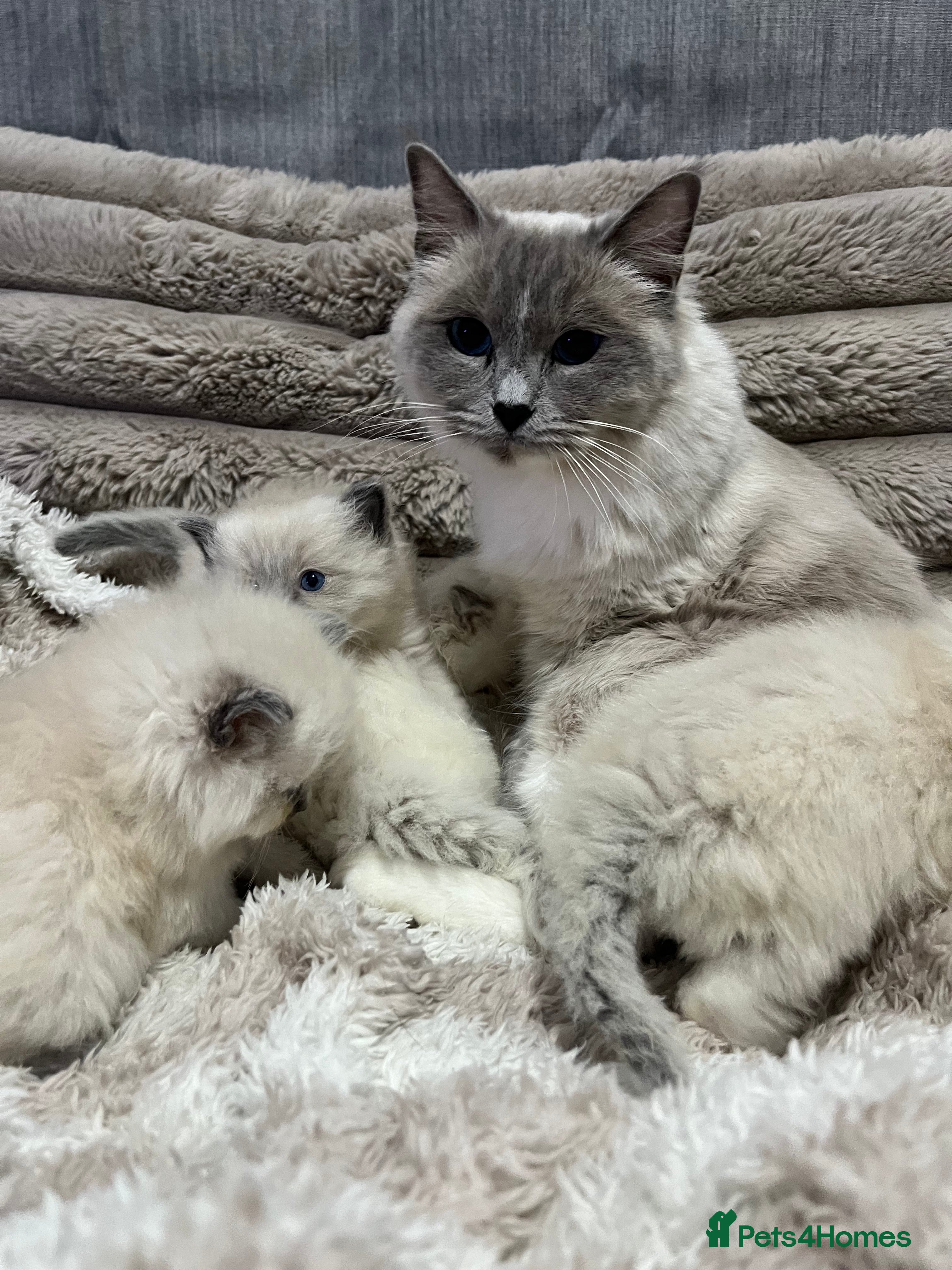 Ragdoll cats BEAUTIFUL FULL PEDIGREE RAGDOLL KITTENS - Advert 1