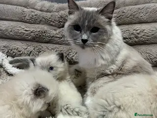 Ragdoll cats BEAUTIFUL FULL PEDIGREE RAGDOLL KITTENS - Advert 11