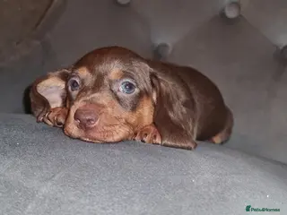 Miniature Dachshund dogs 🩷🐶Valentine’s Day dachshunds puppy 🩷🐶 - Advert 7