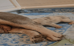 French Bulldog dogs for sale: FRENCH BULLDOG ** - Image 30