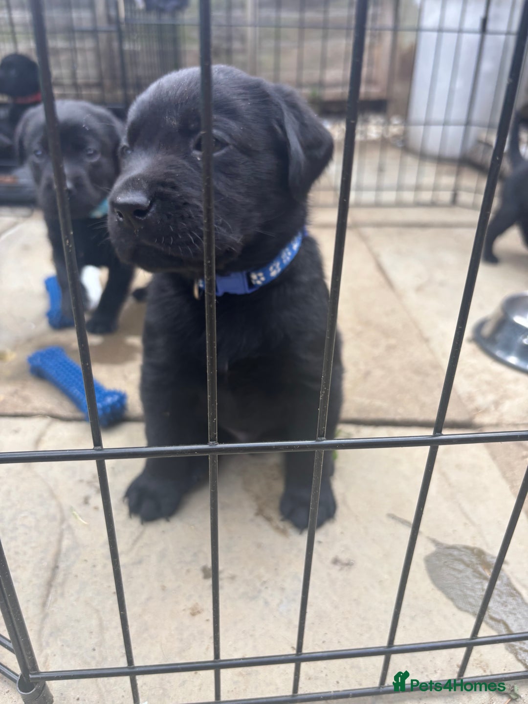 Labrador Retriever dogs for sale: Beautiful Black Labrador  - Image 18