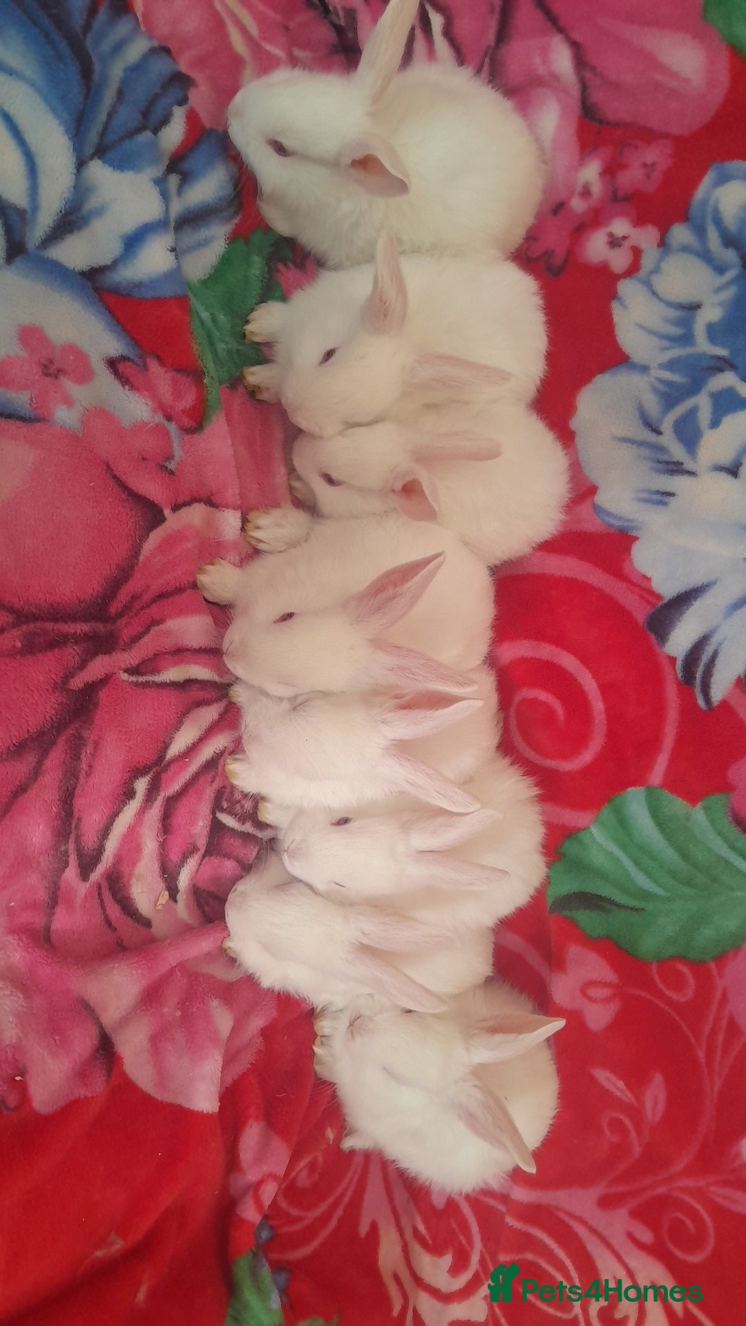 Mixed Breed rabbits Rabbits - Advert 15