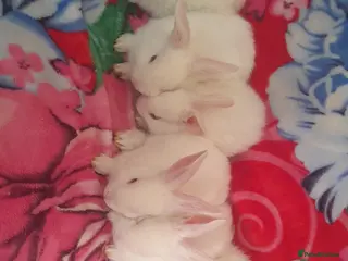 Mixed Breed rabbits Rabbits - Advert 15