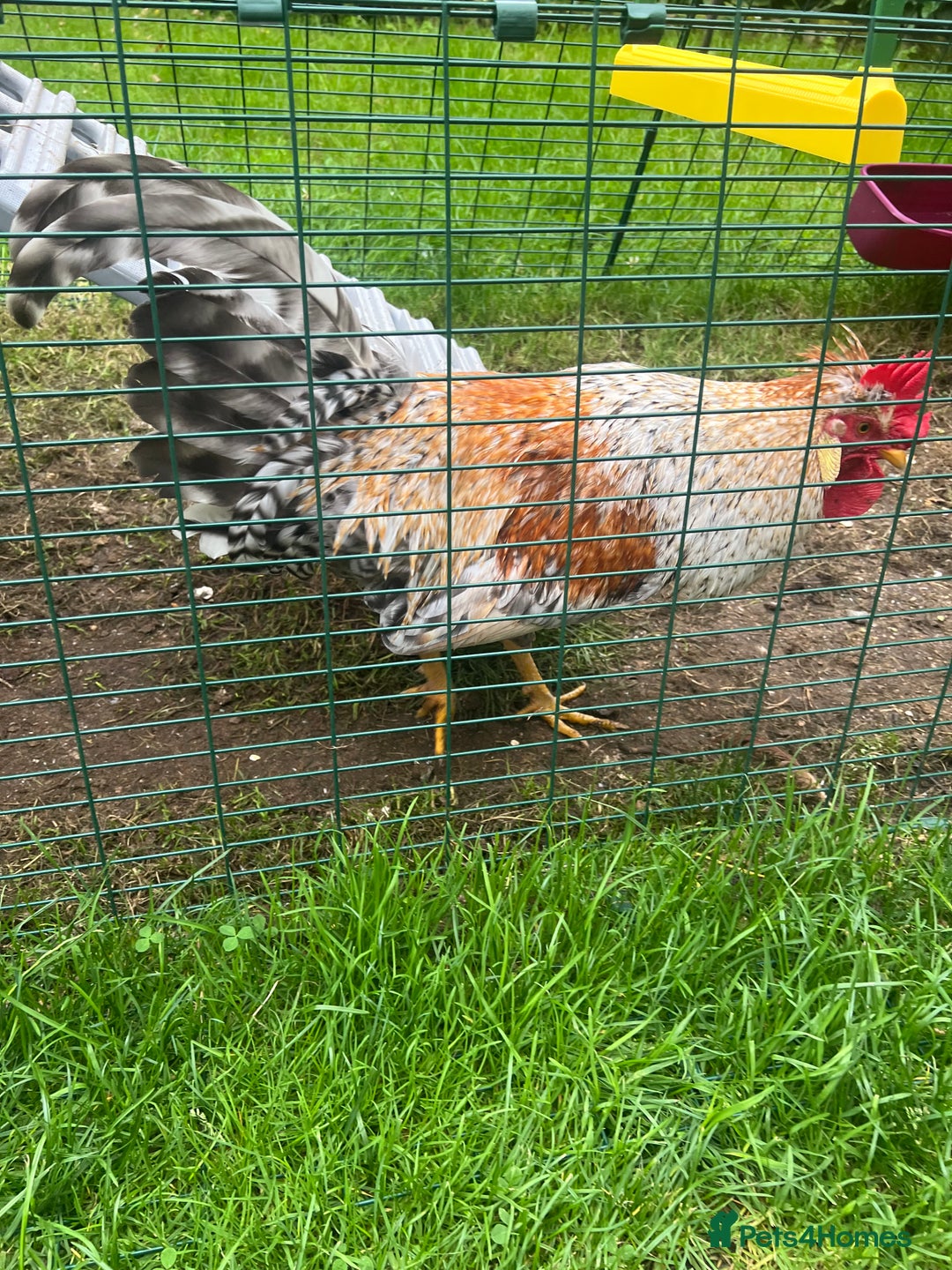 Chickens poultry for sale: Sapphire Sunset Cockerel  - Image 5