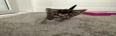Mixed Breed Kitten 4
