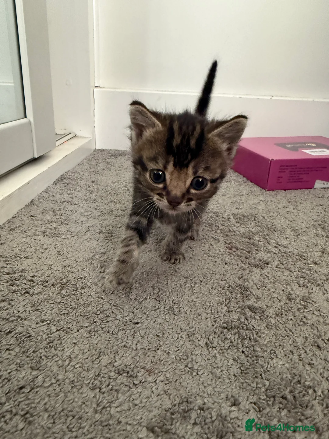 Mixed Breed cats for sale: Beautiful friendly kittens, mixed breed  - Advert 2