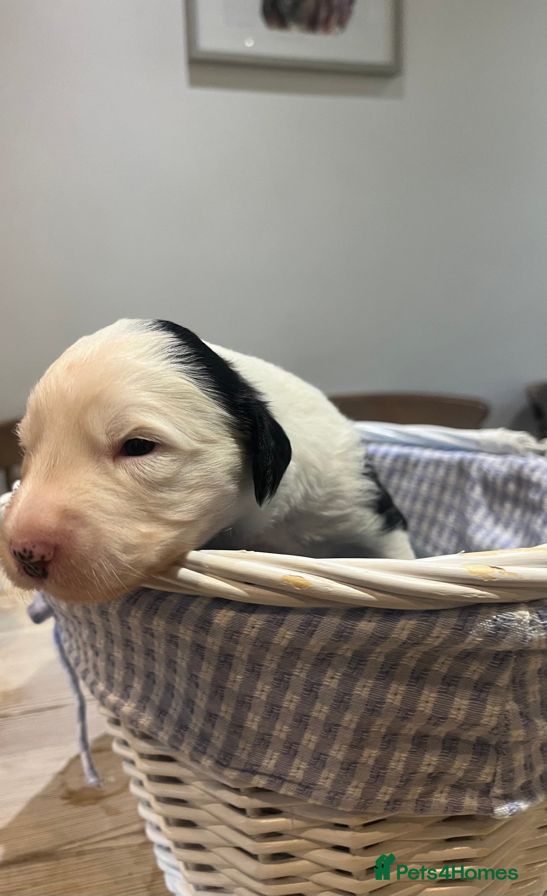 Old English Sheepdog dogs for sale: Pure old English sheepdog pups - Image 10