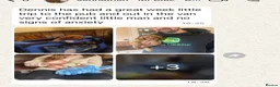 Cavapoo dogs for sale: Top quality, health tested F1b Cavapoo babies - Advert 25