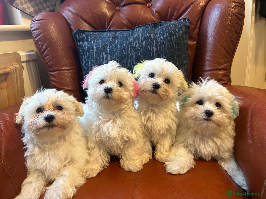 Maltese dogs for sale: Extra mini adorable pups in Bury - Image 1