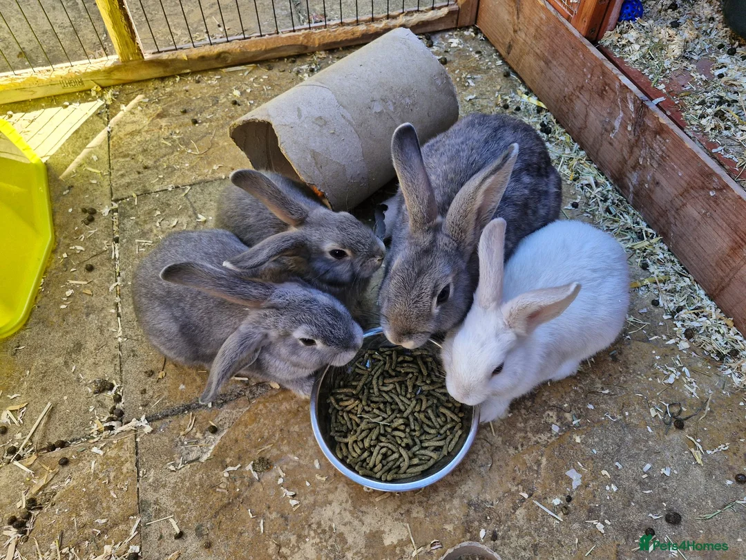 Mixed Breed rabbits for sale: 3 bucks lefts 2 grey one white.  - Advert 2