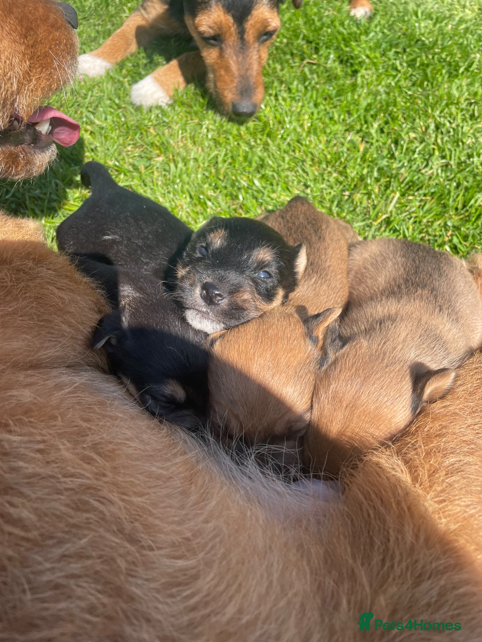 Patterjack dogs Patterjack puppies  - Advert 1