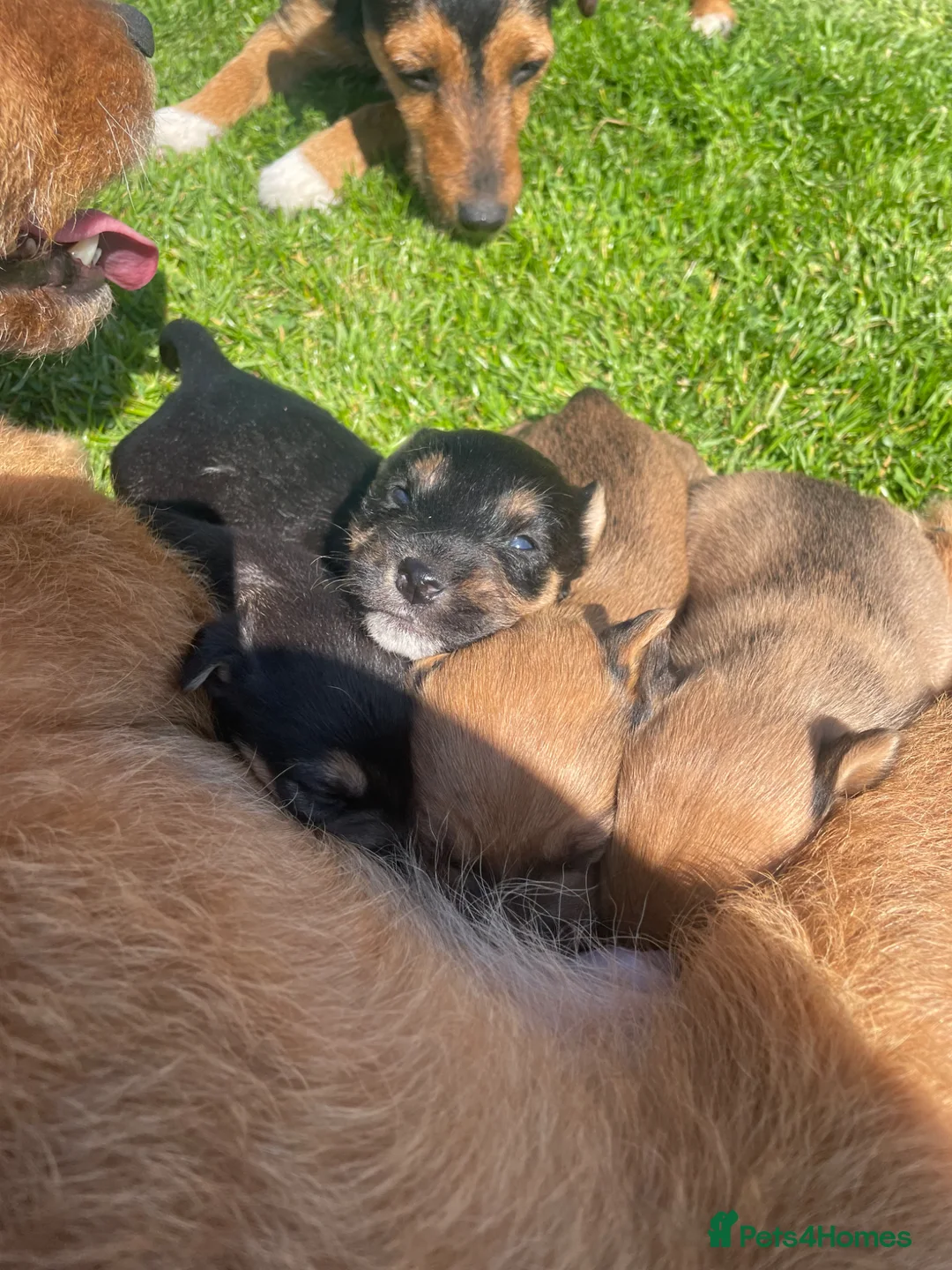 Patterjack dogs for sale: Patterjack puppies  - Advert 7