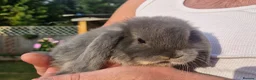 Mini Lop rabbits for sale: 5 gorgeous lopear bunnies - Advert 3