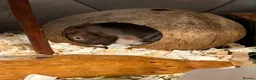 Hamster rodents for sale: Friendly ,Tamed,Syrian Hamster with cage  - Advert 3