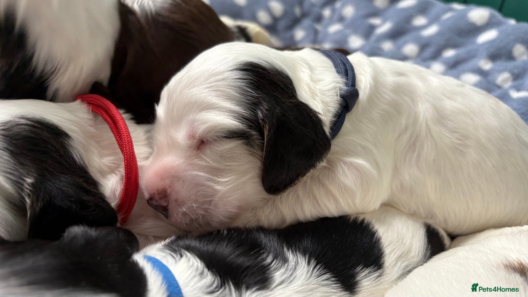Cocker Spaniel dogs for sale: KC Reg; Home Raised; Low COI; DNA CLEAR; Show Type - Image 15