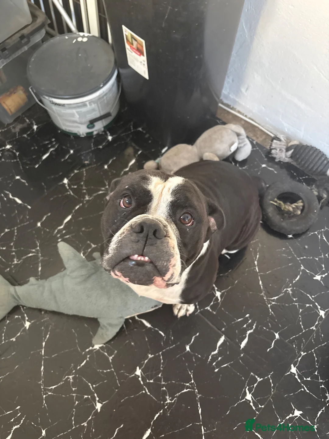 Old Tyme Bulldog dogs for sale: Female old tyme bulldog to rehome  in Portsmouth - Advert 2