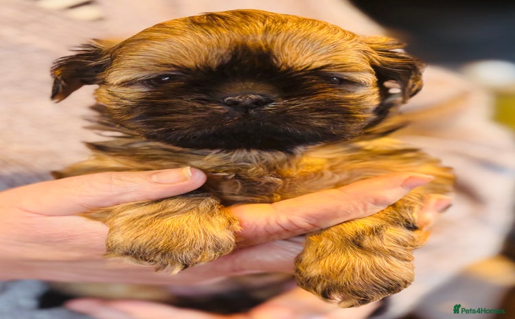 Shih Tzu dogs Handsome shih tzu boy puppies  - Advert 16
