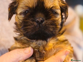 Shih Tzu dogs Handsome shih tzu boy puppies - Advert 8