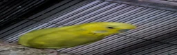 Budgerigars birds for sale: 2 male budgies (need to go together) in Sheffield - Advert 3