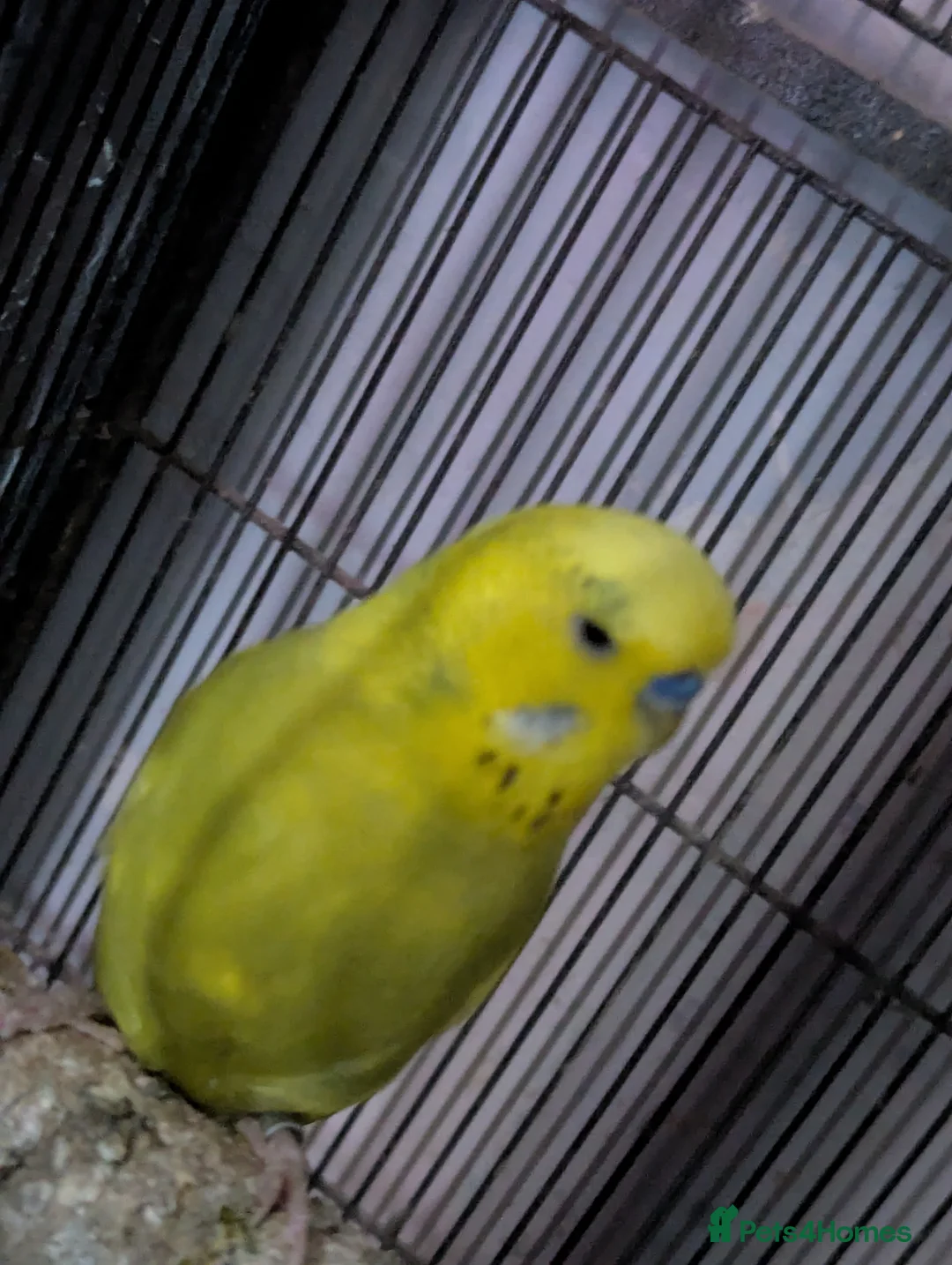 Budgerigars birds for sale: 2 male budgies (need to go together) in Sheffield - Advert 3