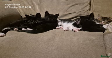 Mixed Breed cats - Advert 4