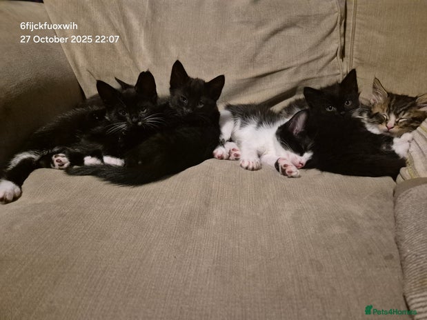 Mixed Breed cats - Advert 12