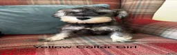 Miniature Schnauzer dogs for sale: KC registered, health tested, puppies ready now!  - Advert 3