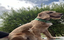 Cocker Spaniel dogs for adoption: Bob needs a loving home  - Advert 16