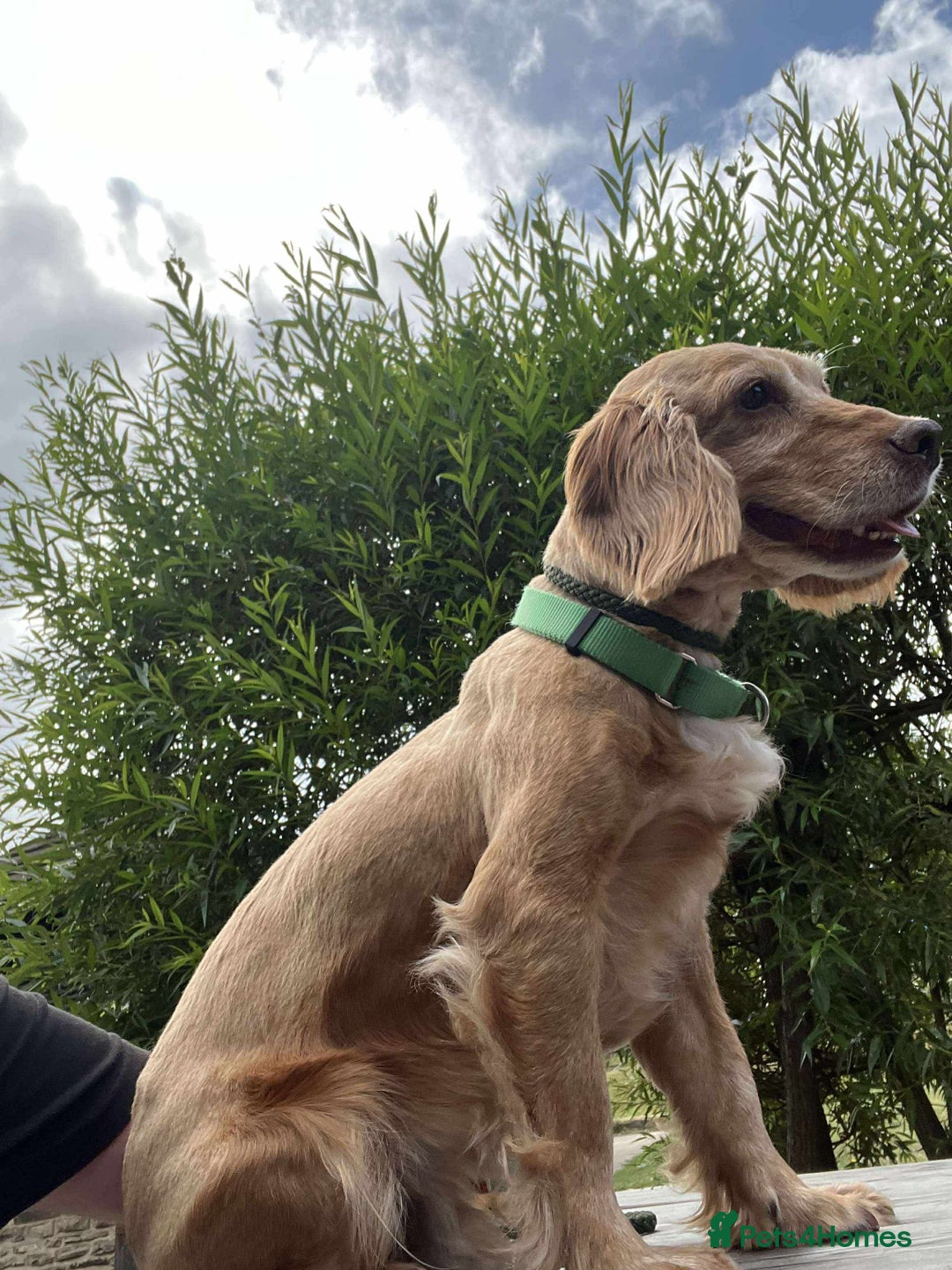 Cocker Spaniel dogs for adoption: Bob needs a loving home  - Advert 16