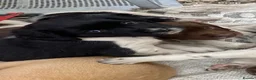 English Springer Spaniel dogs for sale: Spaniel puppies  - Advert 5