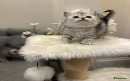 British Shorthair cats for sale: Silver Spotted Full Pedigree Registered BSH - Image 19