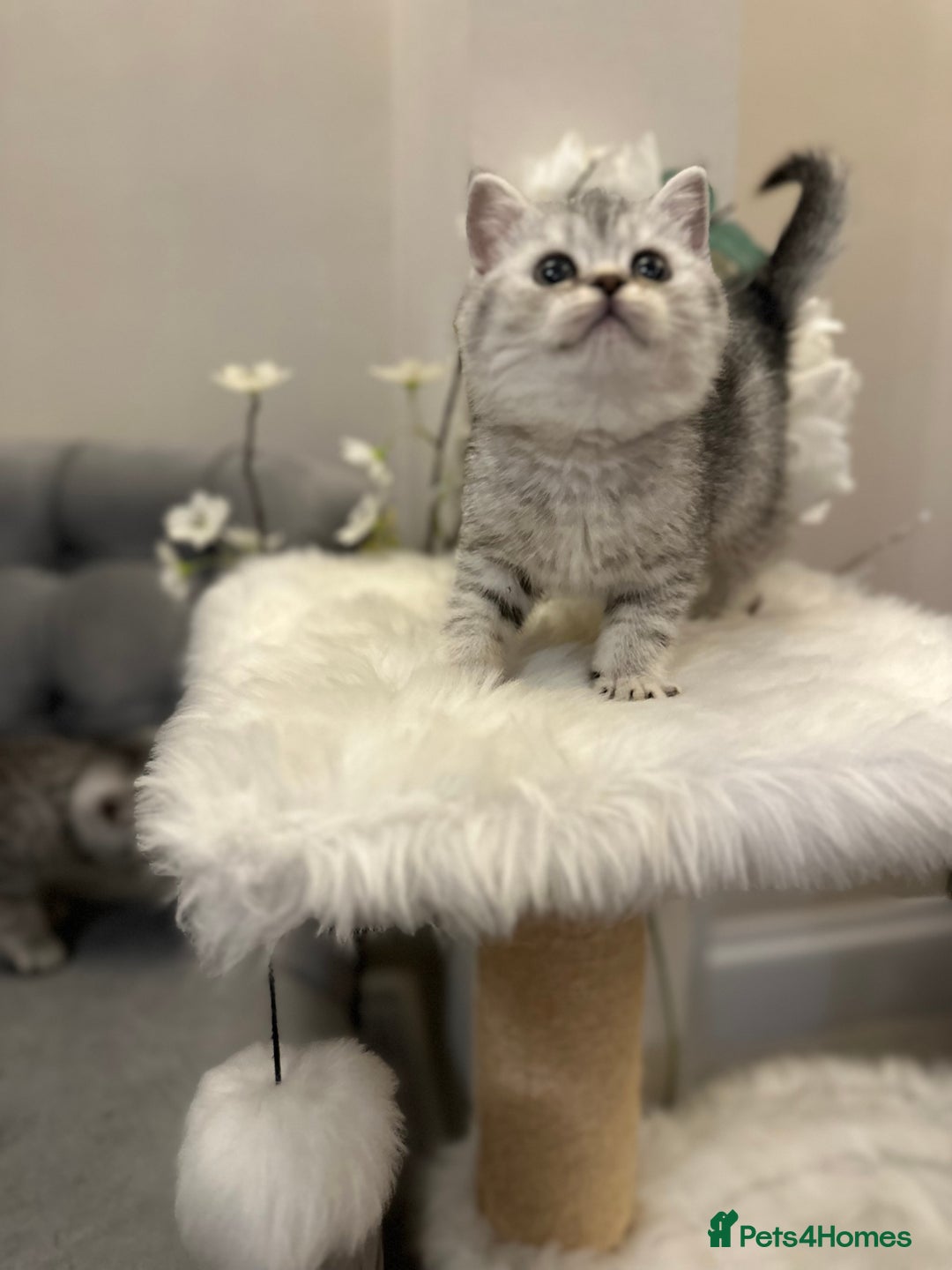 British Shorthair cats for sale: Silver Spotted Full Pedigree Registered BSH - Image 19
