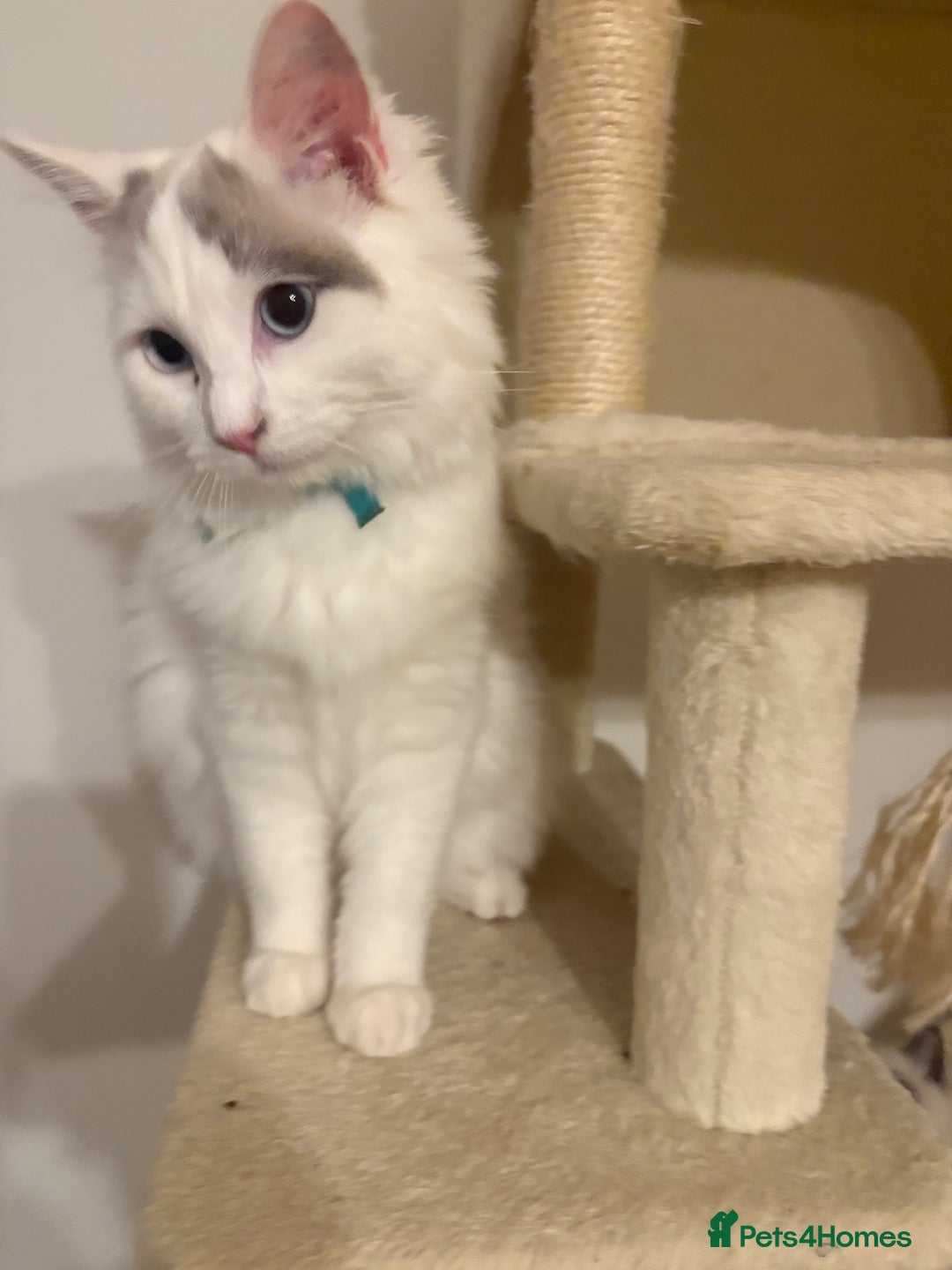 Ragdoll cats for sale: Amazing Ragdoll Brothers.  - Advert 3