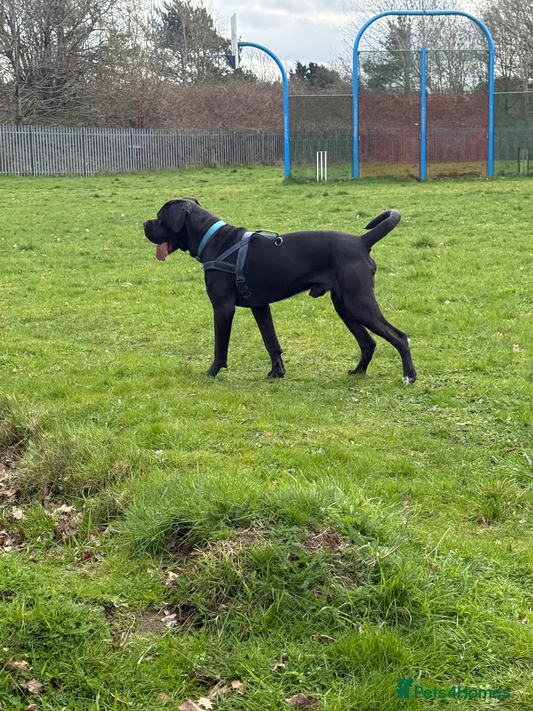 Cane Corso dogs for stud: Sirius - Handsome Cane Corso for stud - Advert 2