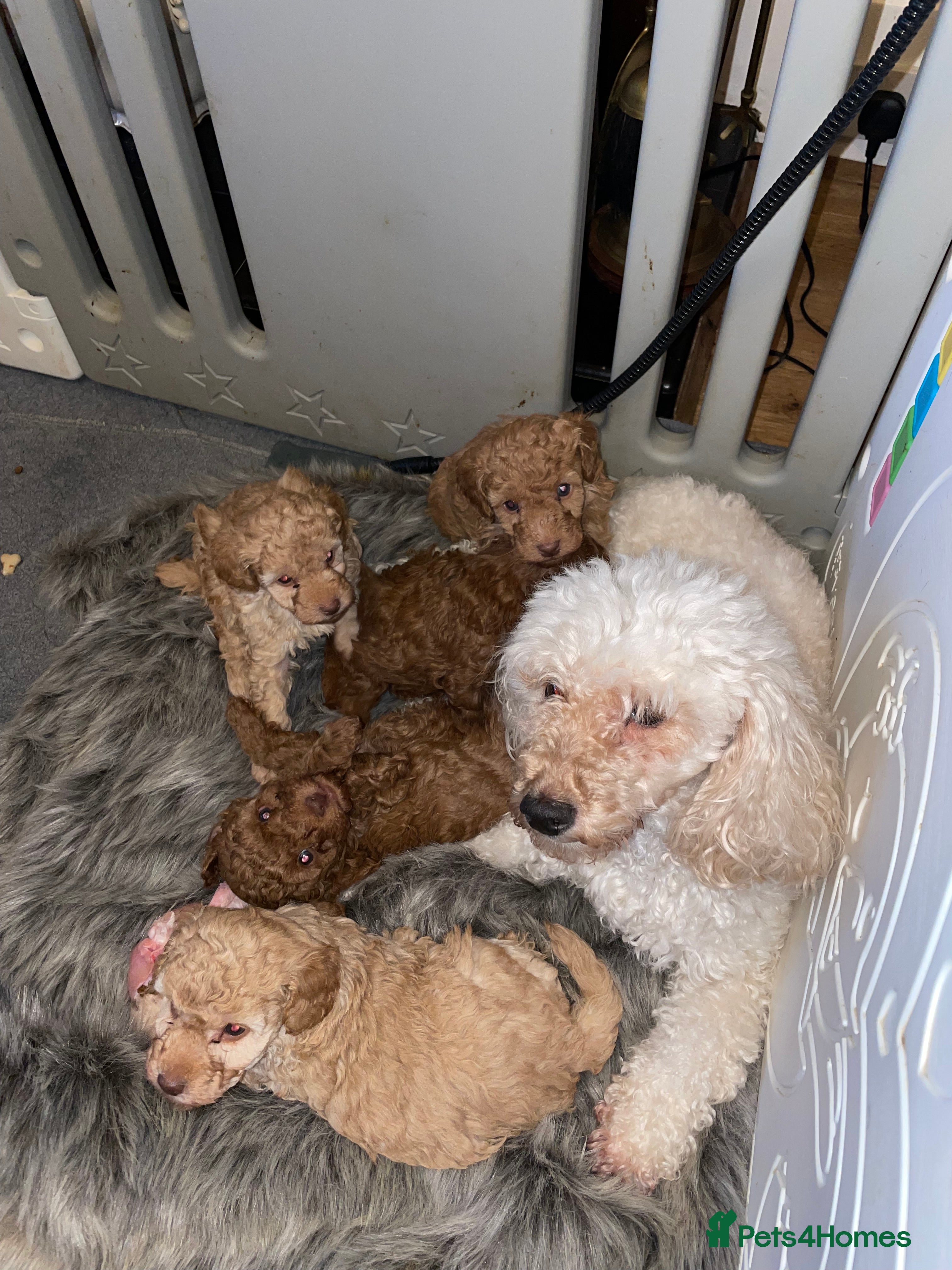 Toy Poodle dogs Fully Heath tested and checked Toy Poodle puppies - Advert 1
