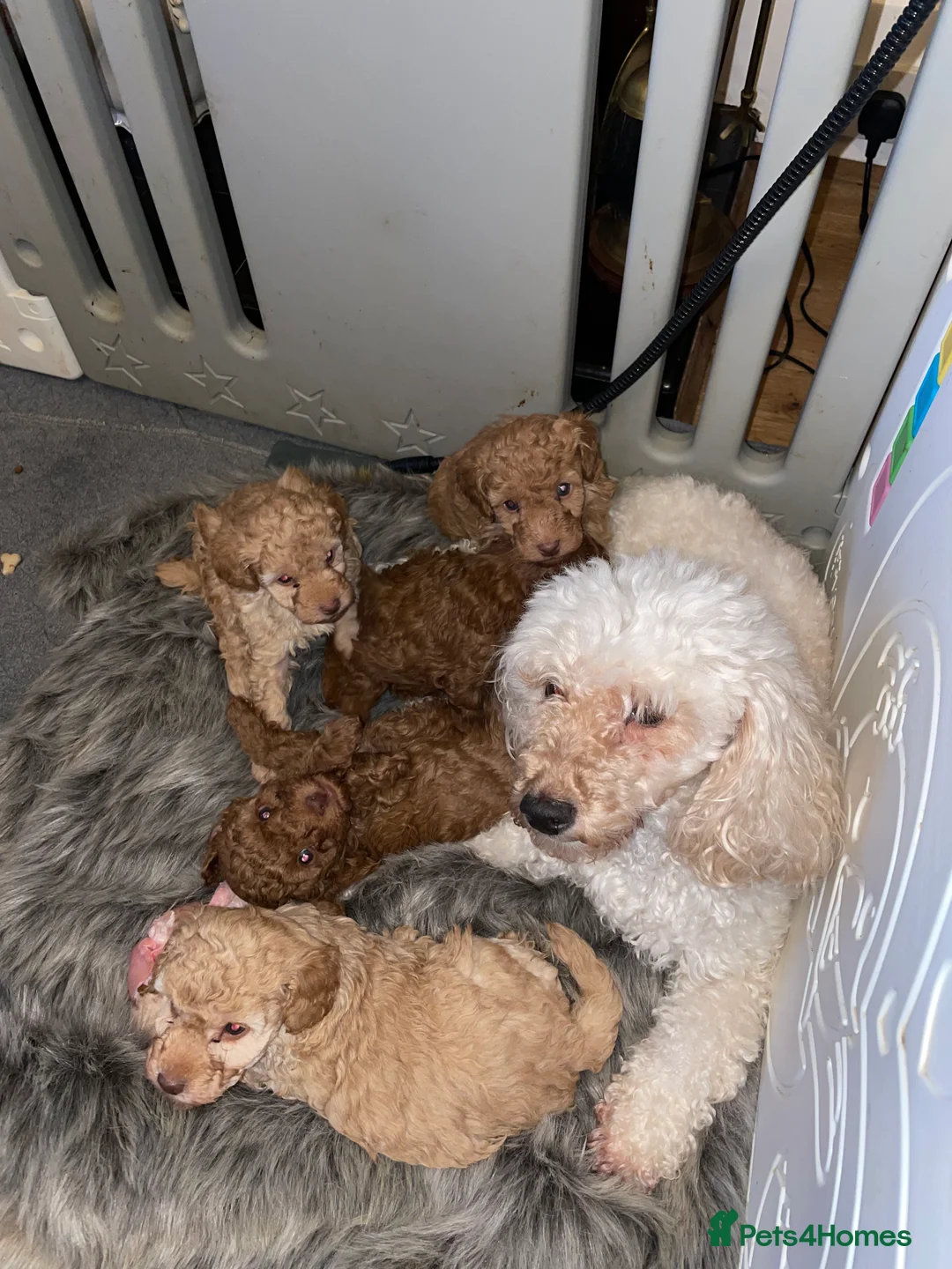 Toy Poodle dogs for sale: Fully Heath tested and checked Toy Poodle puppies - Advert 1