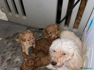 Toy Poodle dogs Fully Heath tested and checked Toy Poodle puppies - Advert 1