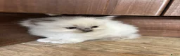Ragdoll cats for sale: Ragdoll kittens for sale  - Advert 4