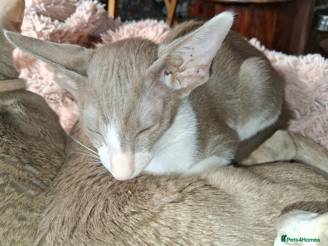 Oriental cats for sale: Last one ready now modern style girl - Advert 1