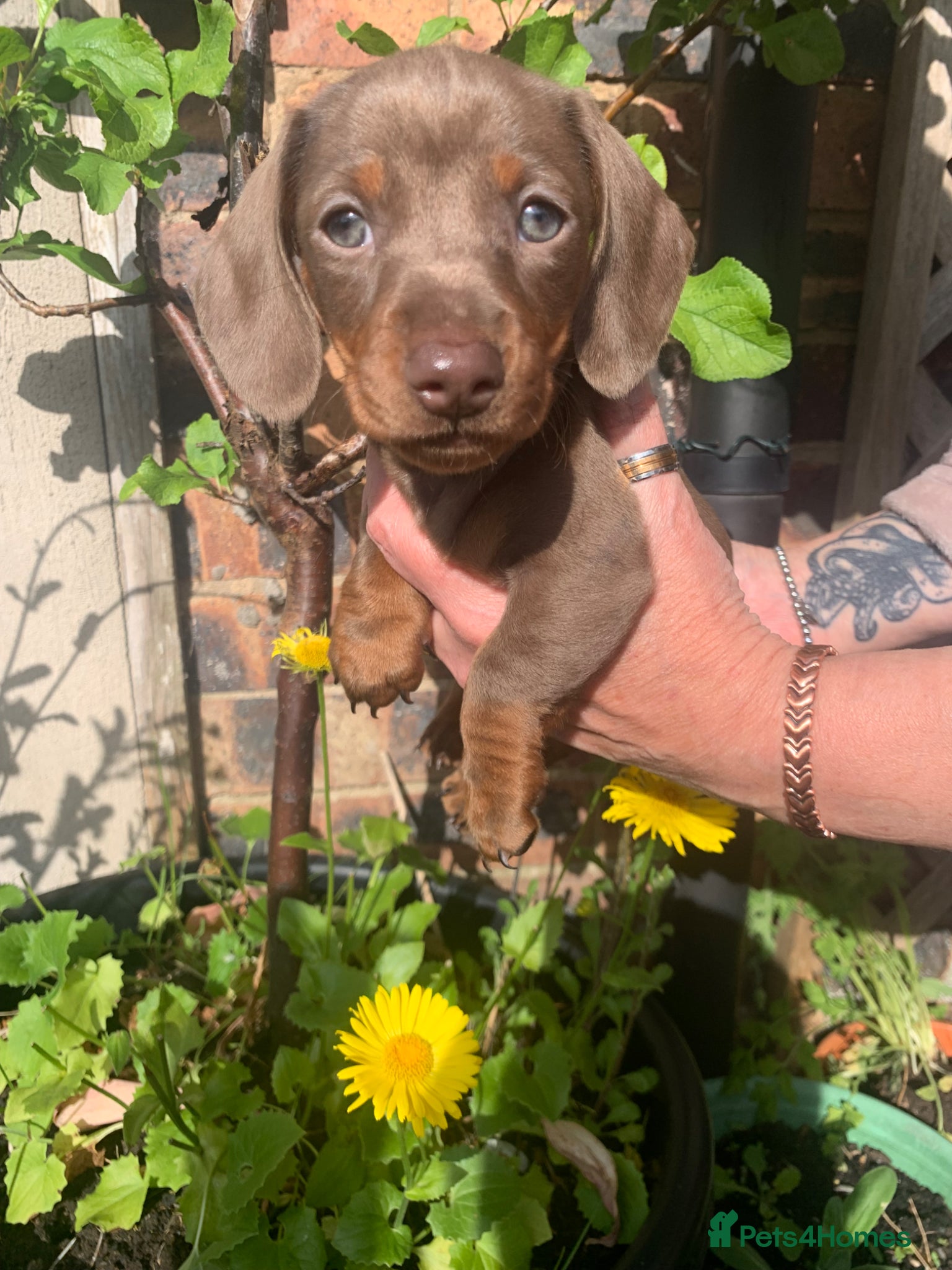 Miniature Dachshund dogs Miniature dachshund puppies - last 3 - Advert 6