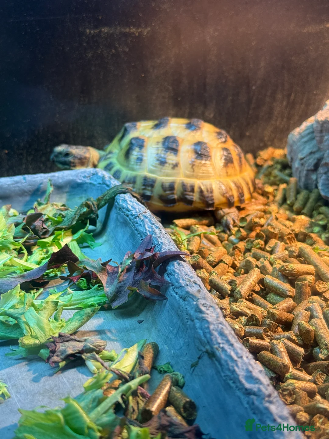Tortoise reptiles for sale: 2 year old Horsefield tortoise - Advert 7