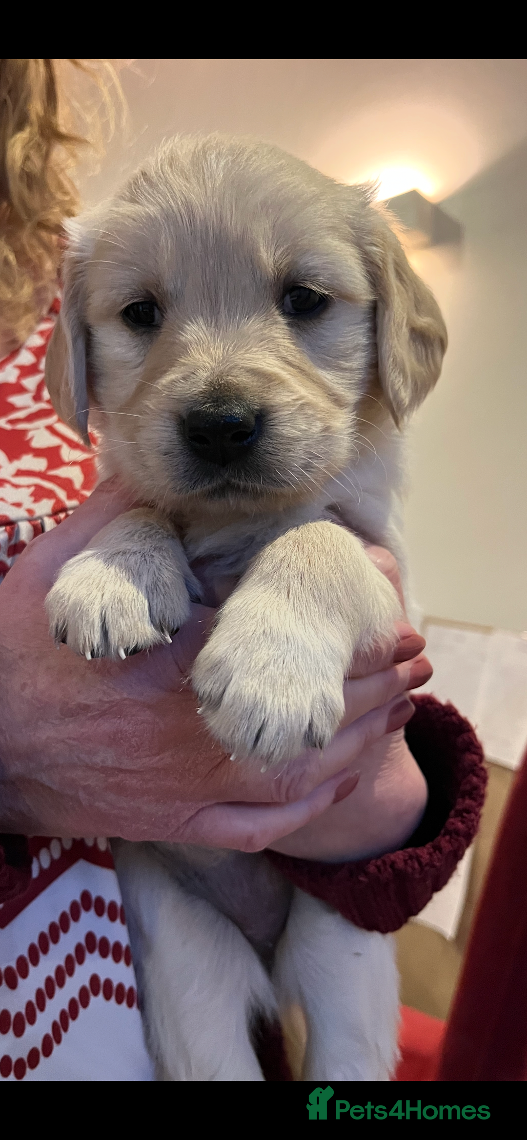 Golden Retriever dogs for sale: Golden Retriever puppies  - Advert 12