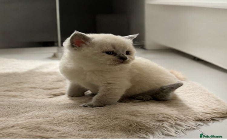 British Shorthair cats - Advert 7