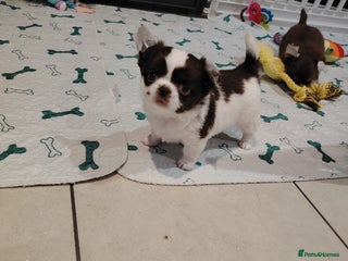 Chihuahua dogs - Advert 11