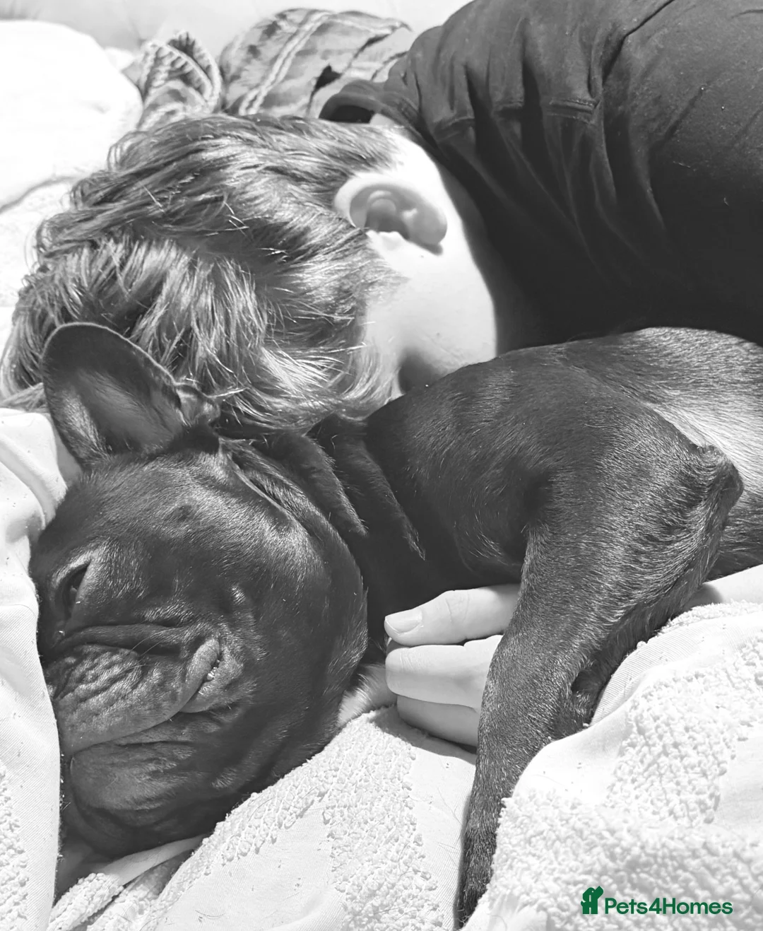 French Bulldog dogs for sale: French bulldog  in Bradford - Advert 2
