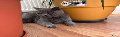 British Shorthair Kitten 1