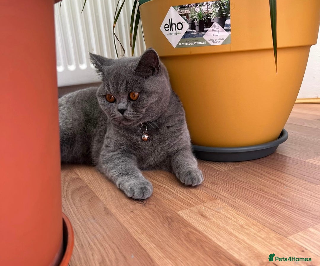 British Shorthair cats for sale: Lovely GCCF Active Queen – Ready for Her New Home - Advert 7